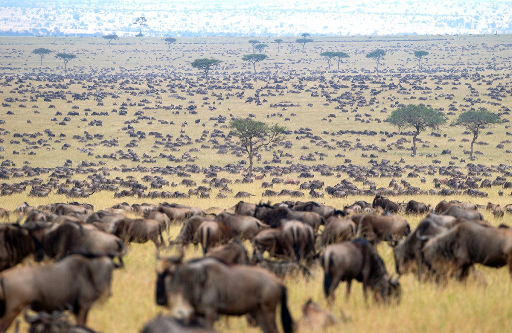 great-migration-calving - Thomson Safaris