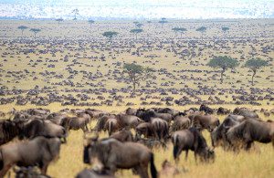 calving season in serengeti
