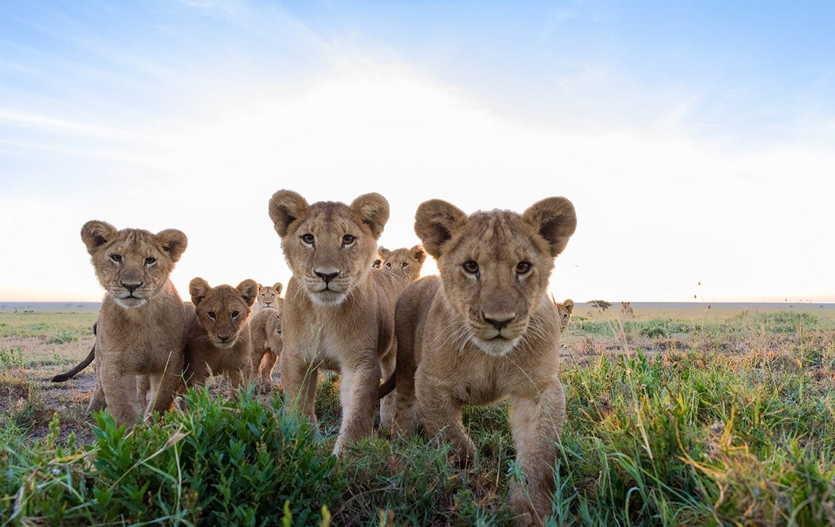 curious lion cubs in serengeti