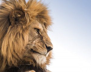 male lion close in serengeti