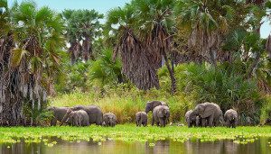 elephants in selous game reserve