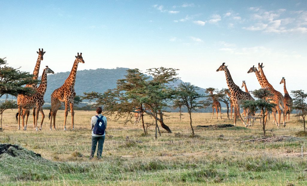 giraffes on walking safari at nature refuge