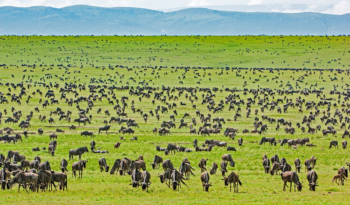 migration herds in serengeti