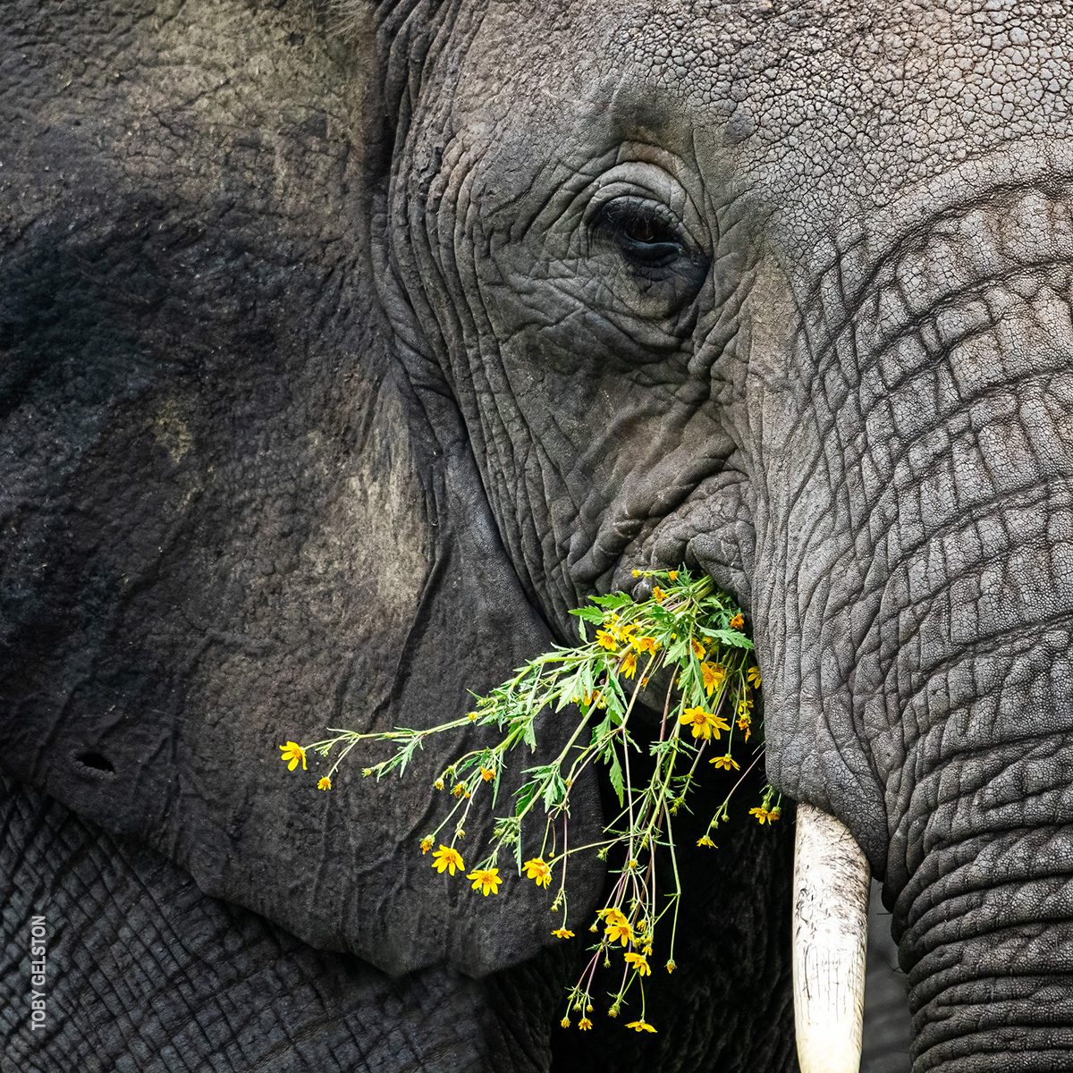 elephant closeup with flowers