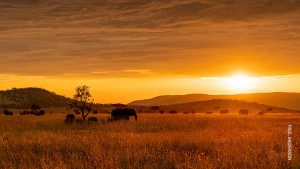 herd of elephants at sunset in serengeti