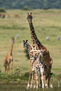 baby giraffe and mom in serengeti