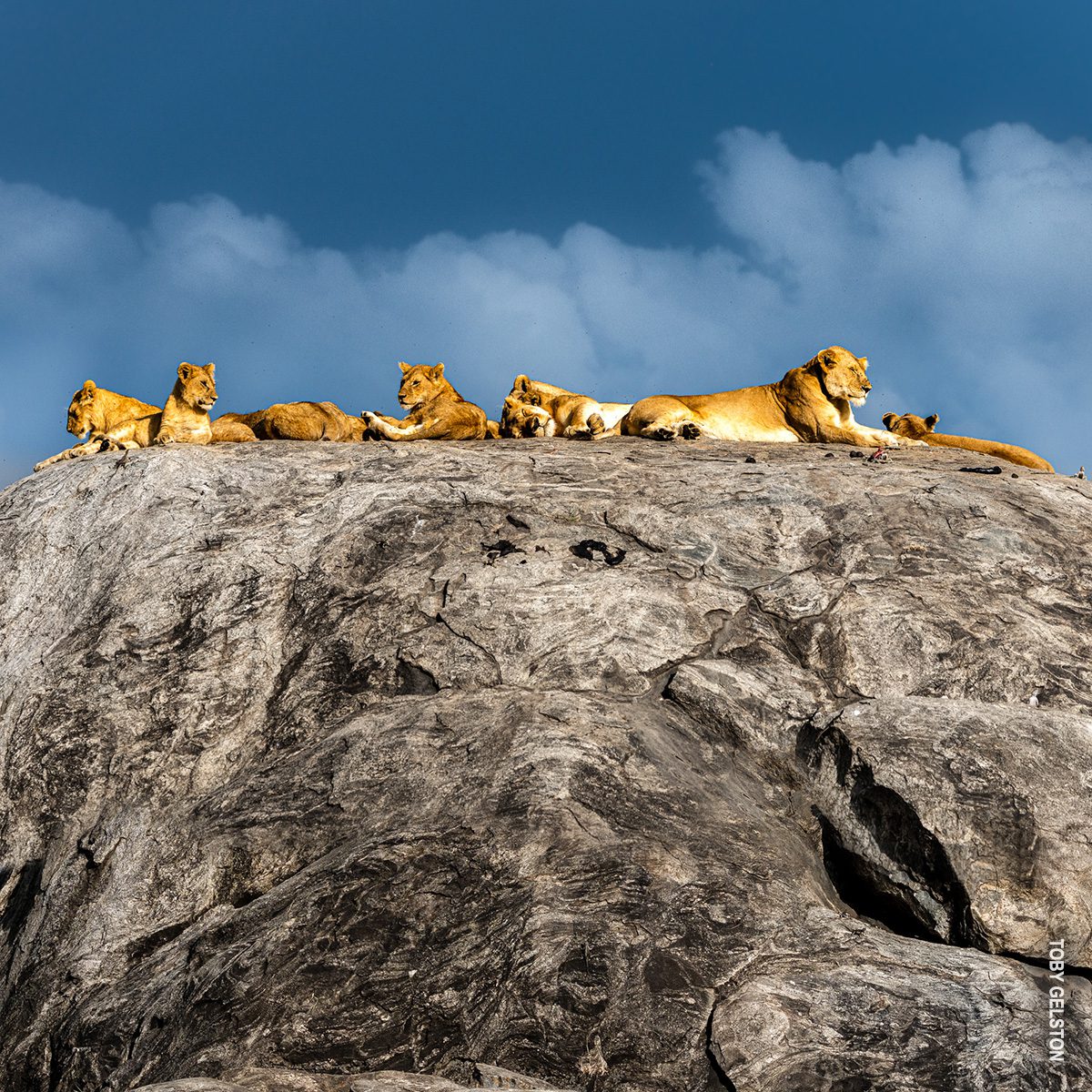 lion pride on kopje in serengeti
