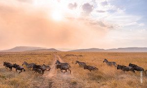 zebras and wildebeest run across the road in tanzania