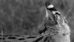 serval cat on photo safari in tanzania