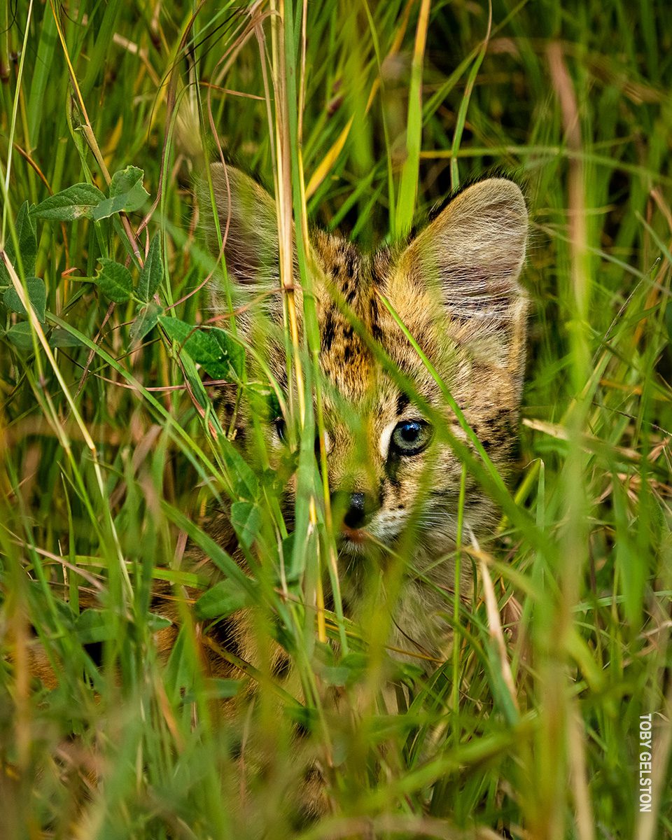 serval kitten hiding in grass