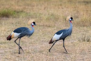 crowned crane birds in ngorongoro crater tanzania