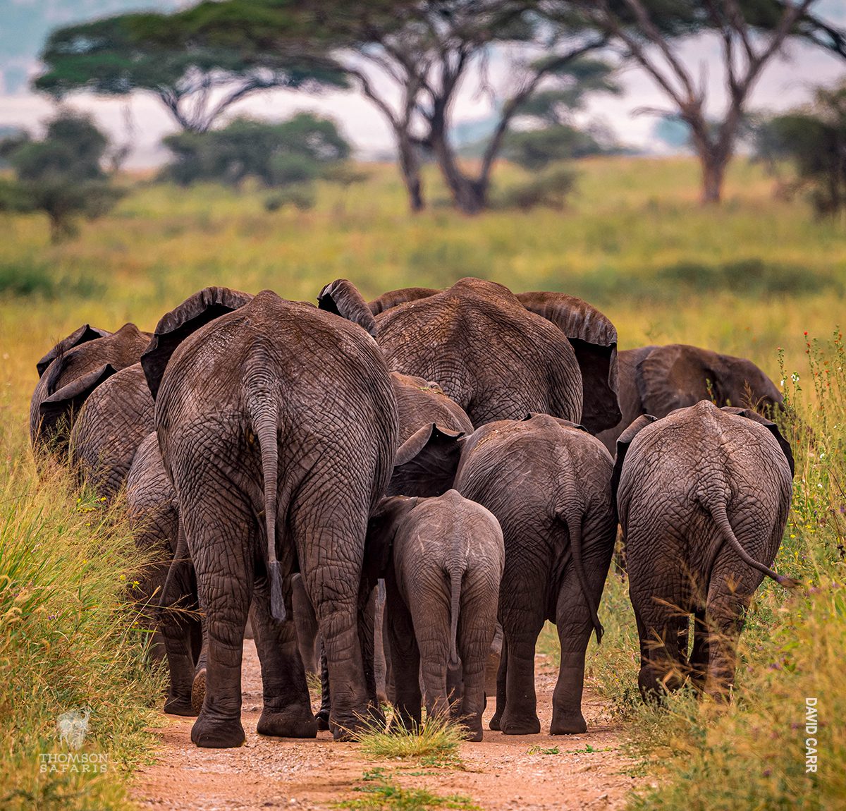 herd of elephants on safari in tanzania