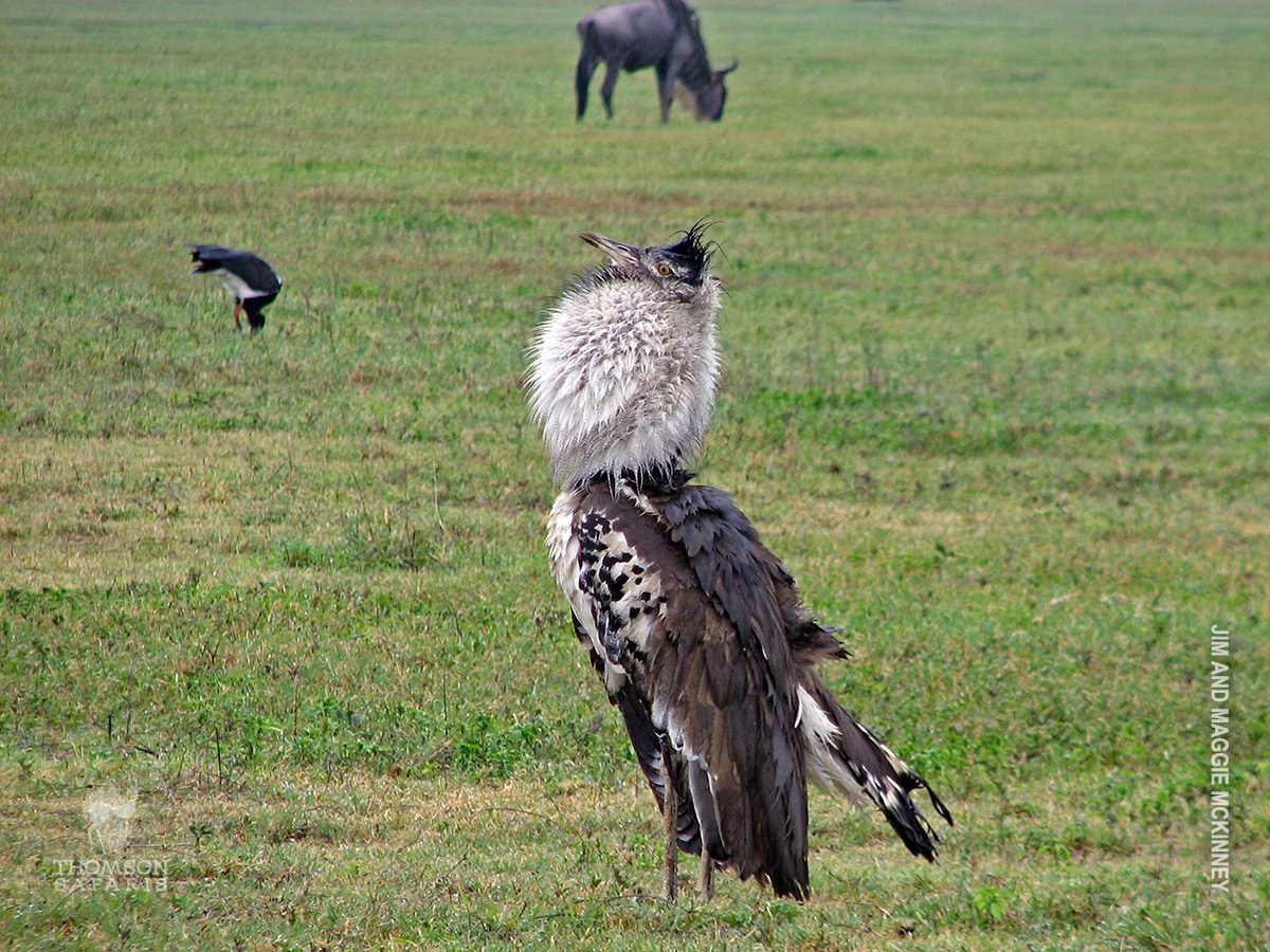 kori bustard bird on display in ngorongoro crater
