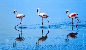 flamingo birds in ngorongoro crater tanzania