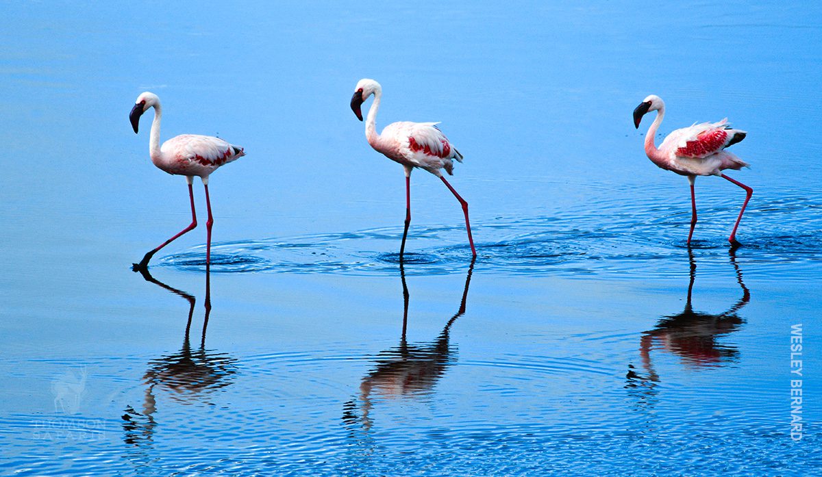 flamingo birds in ngorongoro crater tanzania