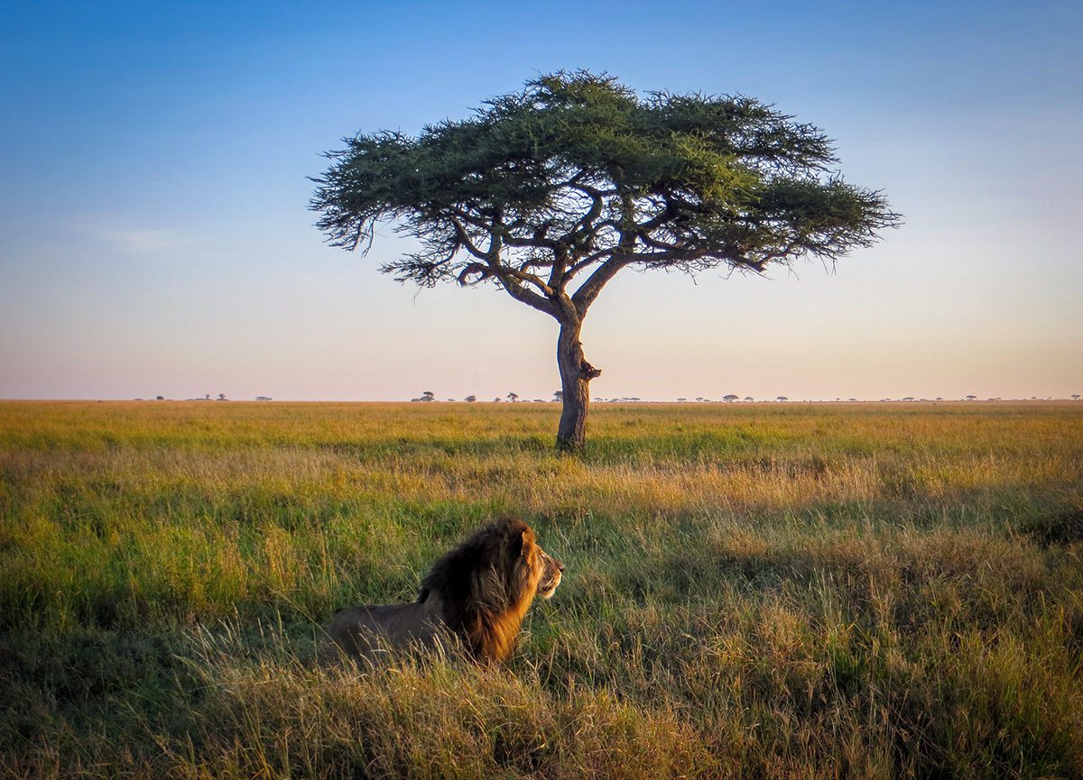 lion in serengeti tanzania