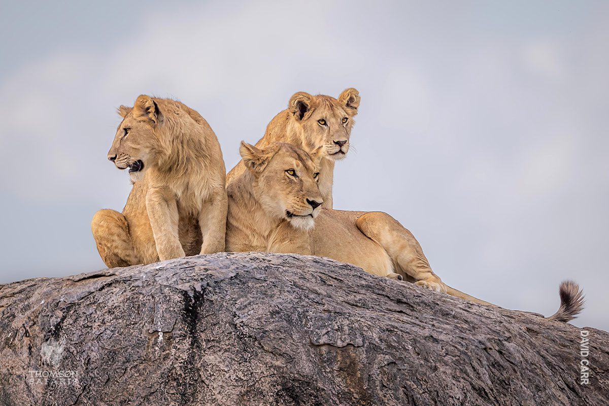 lions sit on kopje rock in tanzania