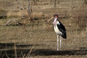 marabu stork bird in serengeti tanzania