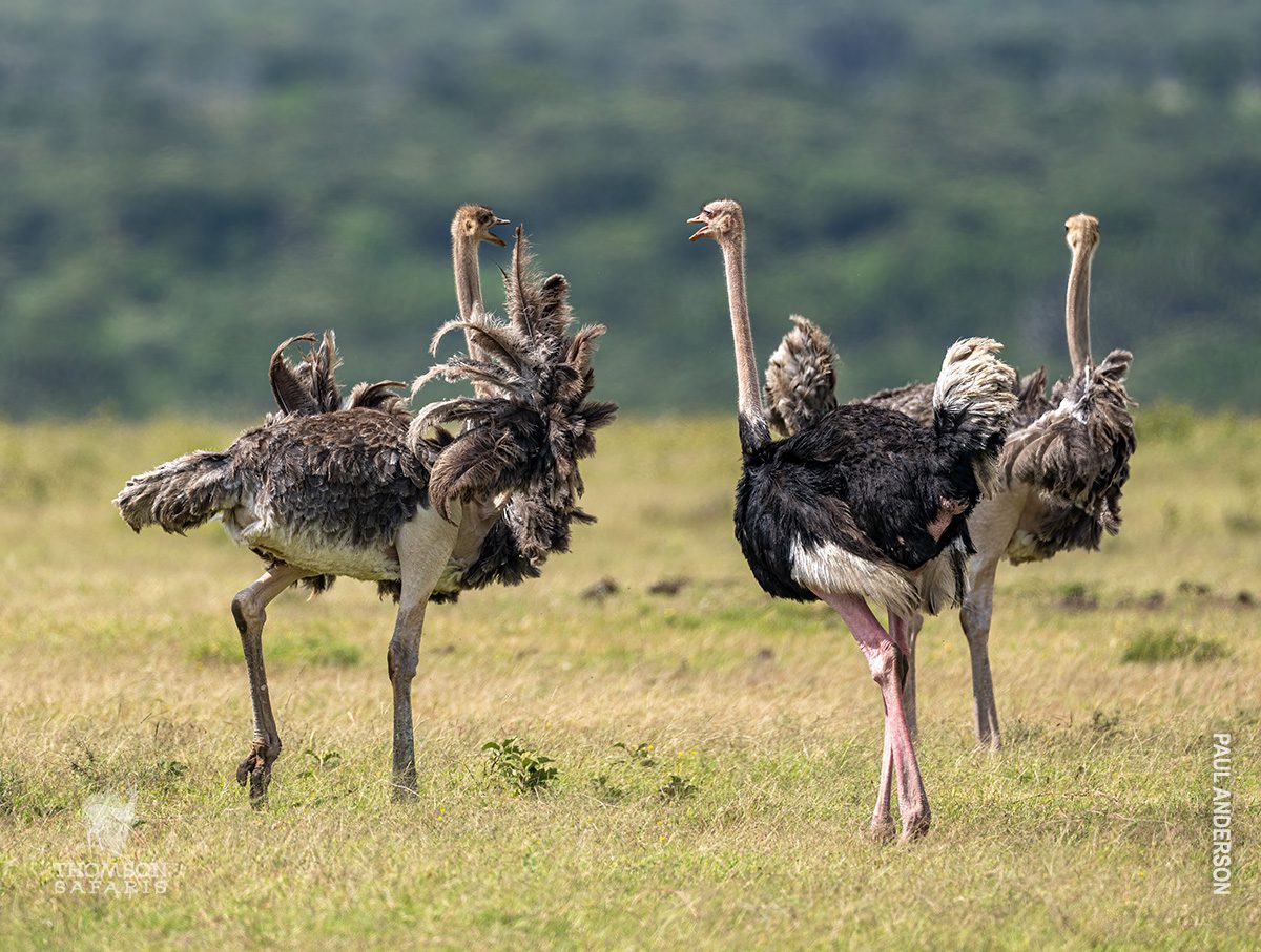 ostrich birds in serengeti tanzania