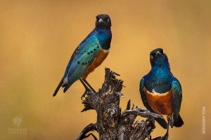 superb starling birds in serengeti tanzania