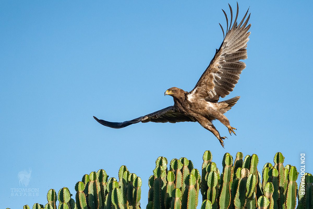 tawny eagle bird in flight in tanzania