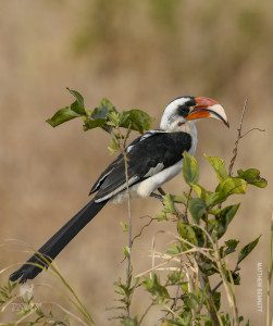 hornbill bird in tarangire national park