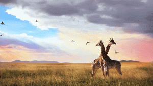 birds fly at sunset around giraffes
