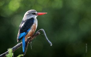 kingfisher bird in serengeti tanzania