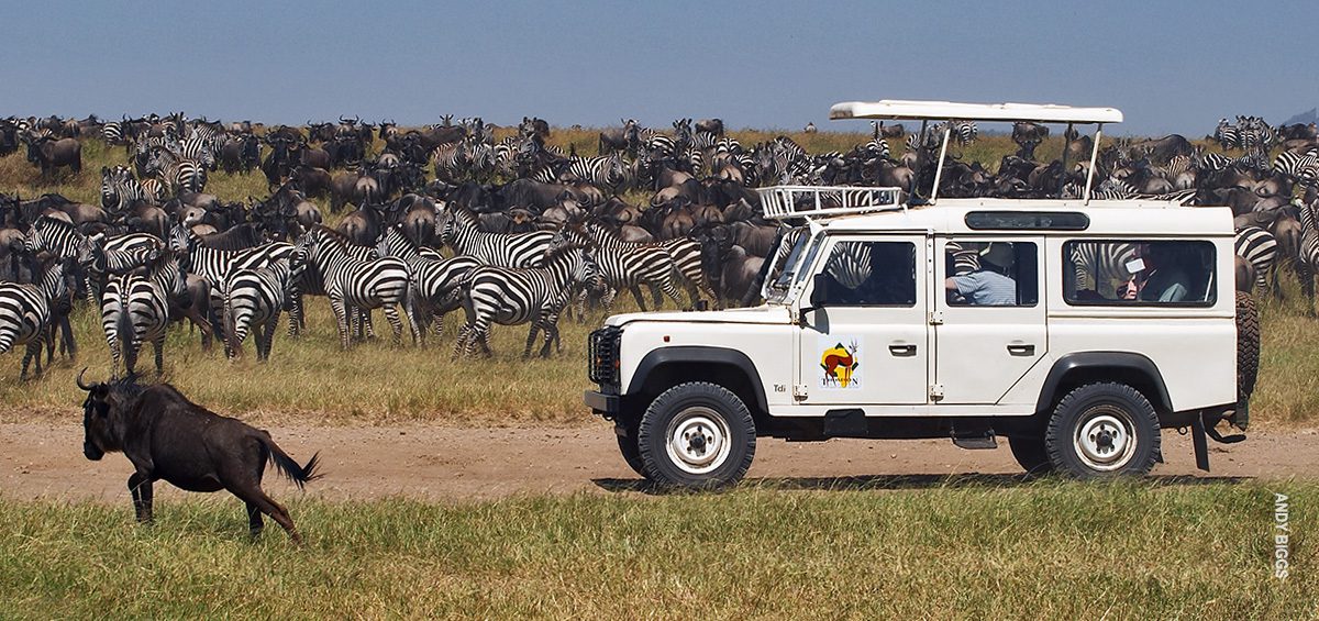 thomson landrover driving through herds of great migration 