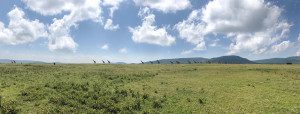 a line of giraffes in the serengeti
