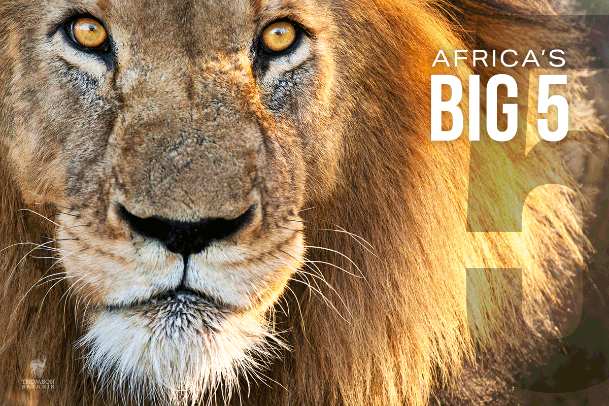 big 5 tanzania