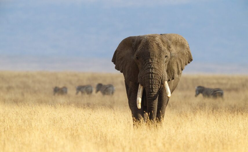 ngorongo crater elephant tusks