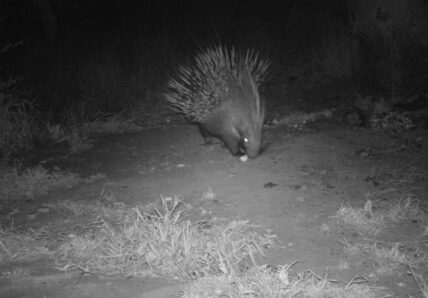 night drive on safari animals