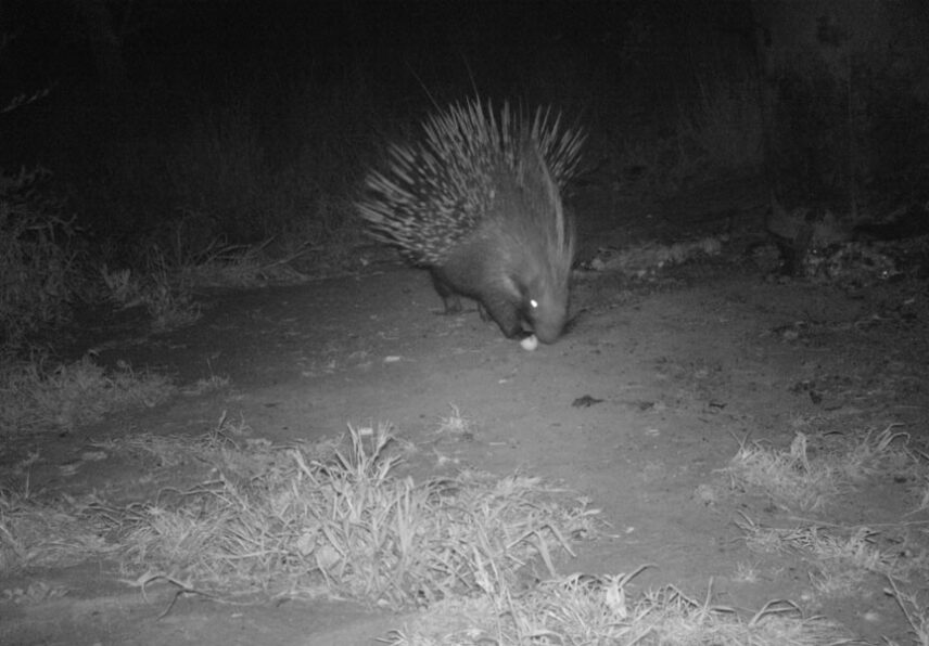 night drive on safari animals