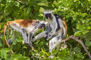 red colobus monkeys in jozani forest zanzbiar