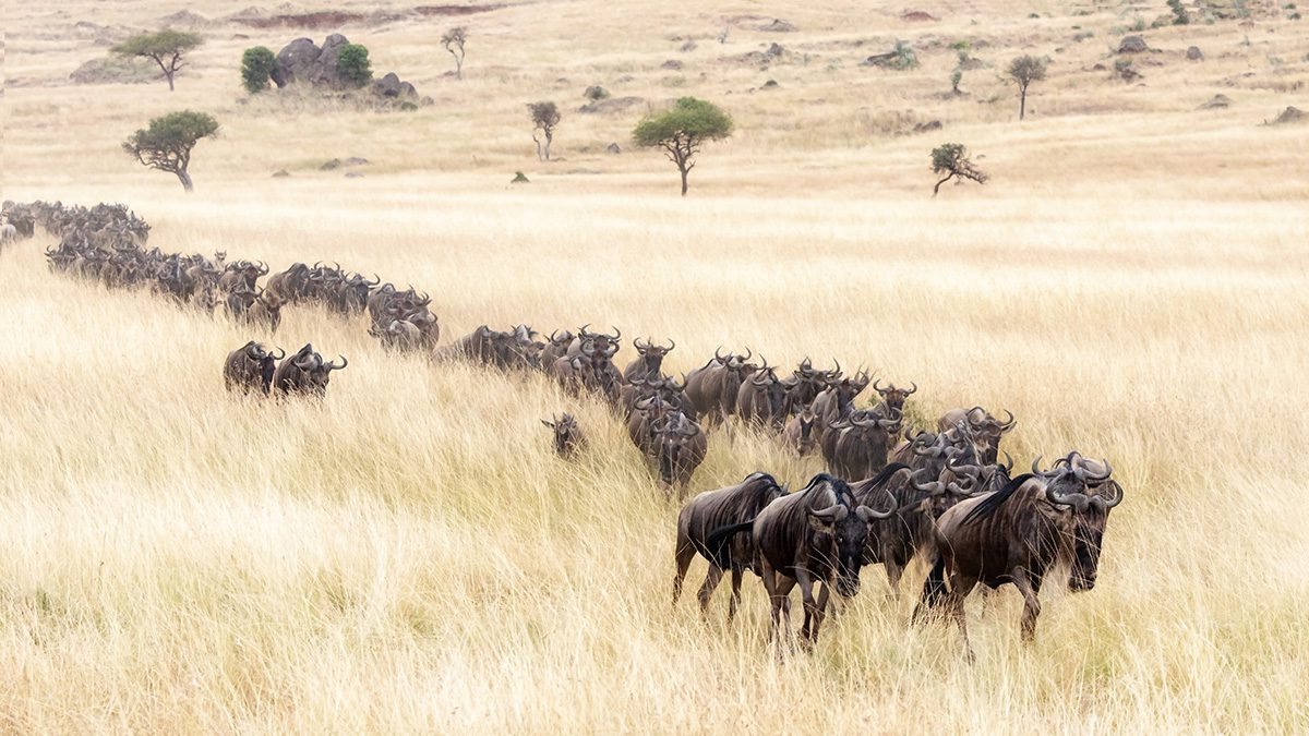 line of wildebeest in dry grass