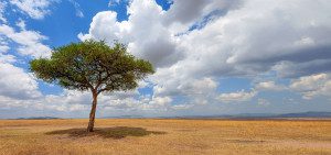 acacia tree tanzania