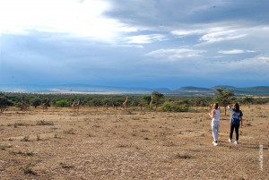walk with giraffes in eastern serengeti