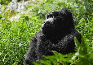 gorilla in greenery of rwanda
