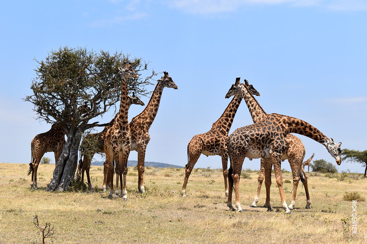 giraffes in eastern serengeti