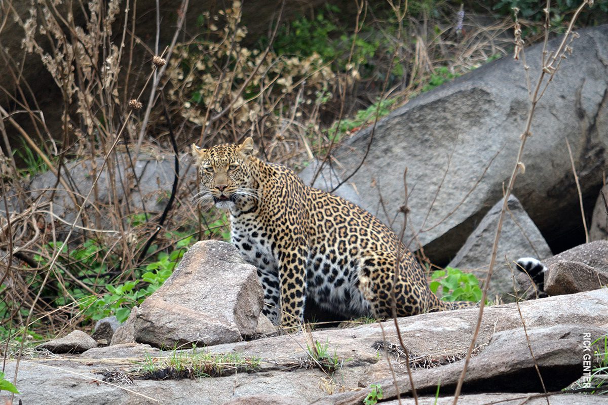 leopard in serengeti tanzania