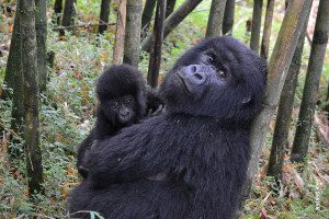 mother gorilla with baby