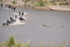 crocodile in river while wildebeest cross