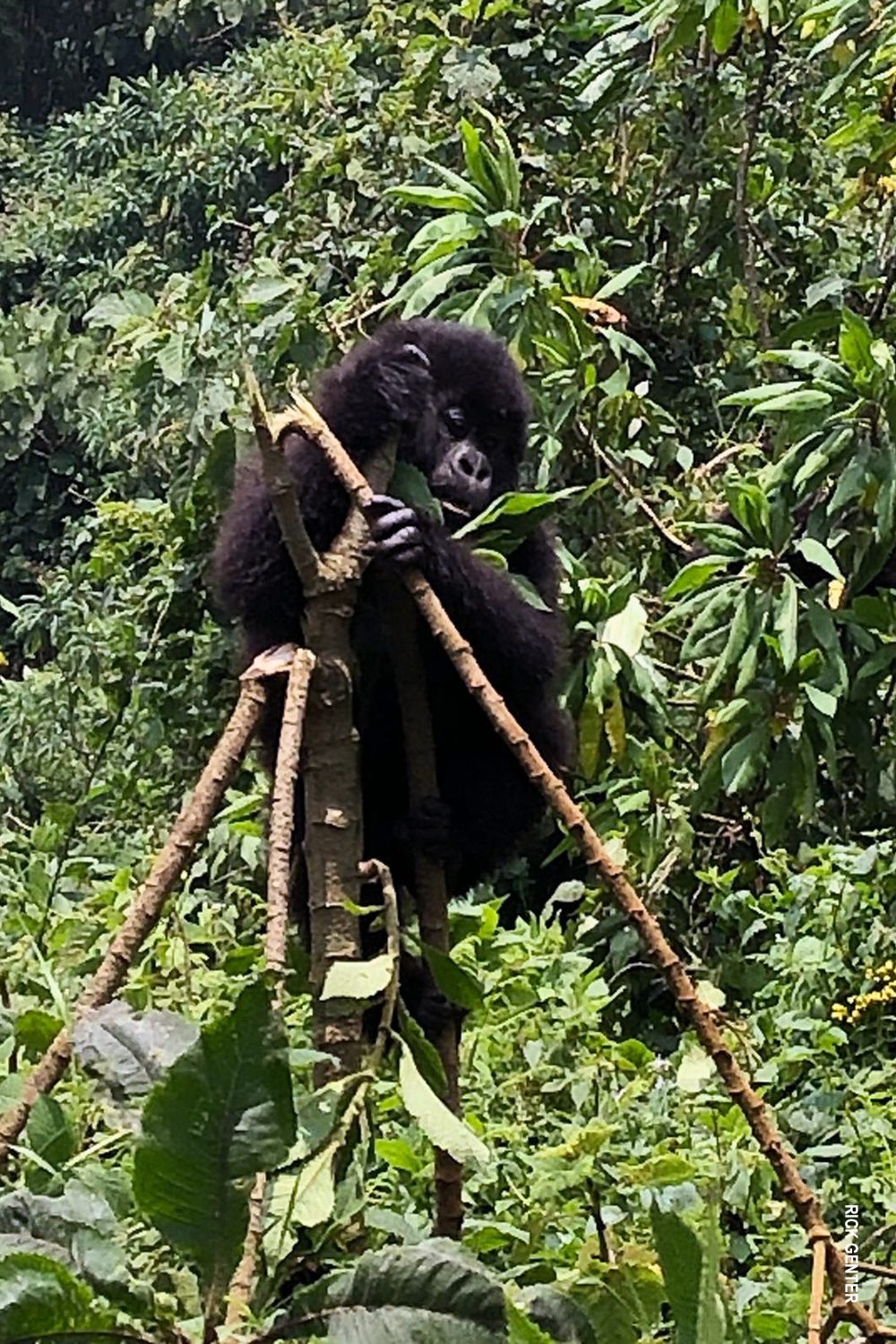 gorilla baby chewing bamboo