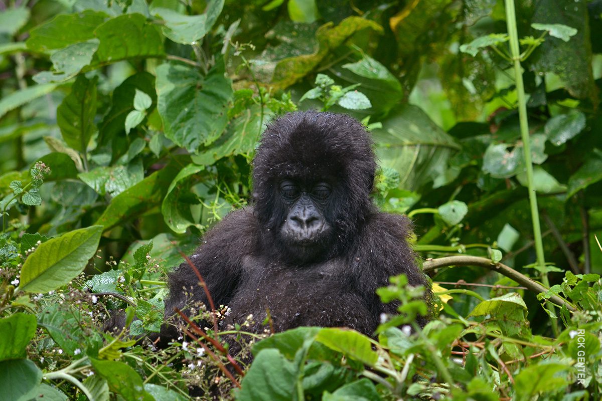 young gorilla in rwanda