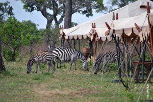 zebras in thomson nyumba camp
