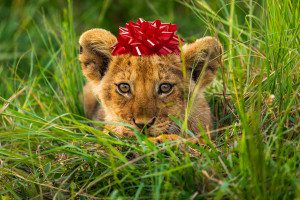 give gift of safari lion cub