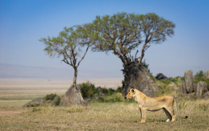 lion standing in profile with serengeti kopje in background