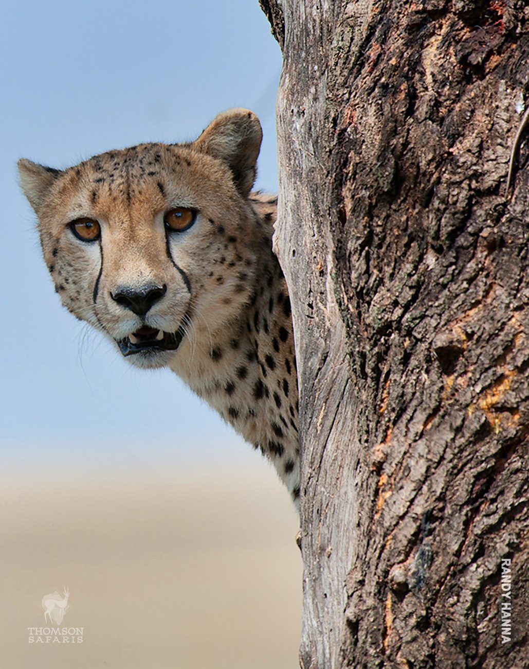 cheetah behind tree in serengeti