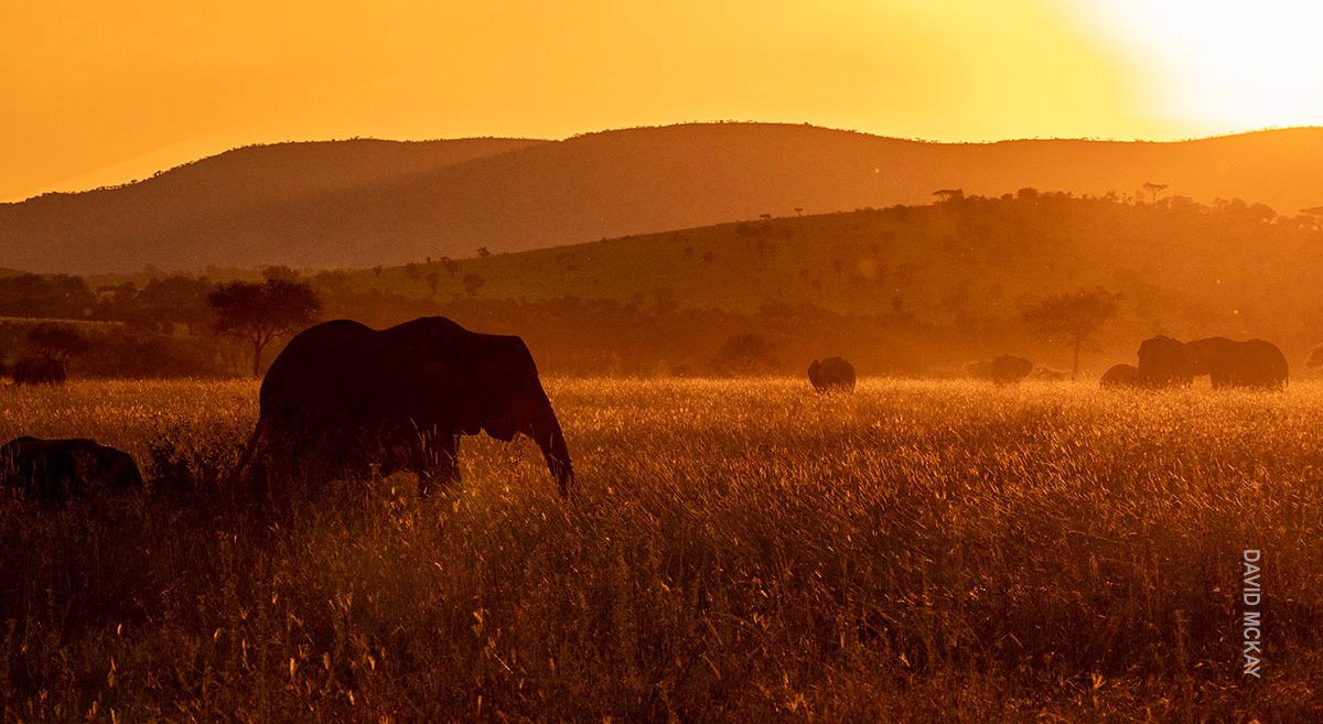 elephants at sunset in serengeti